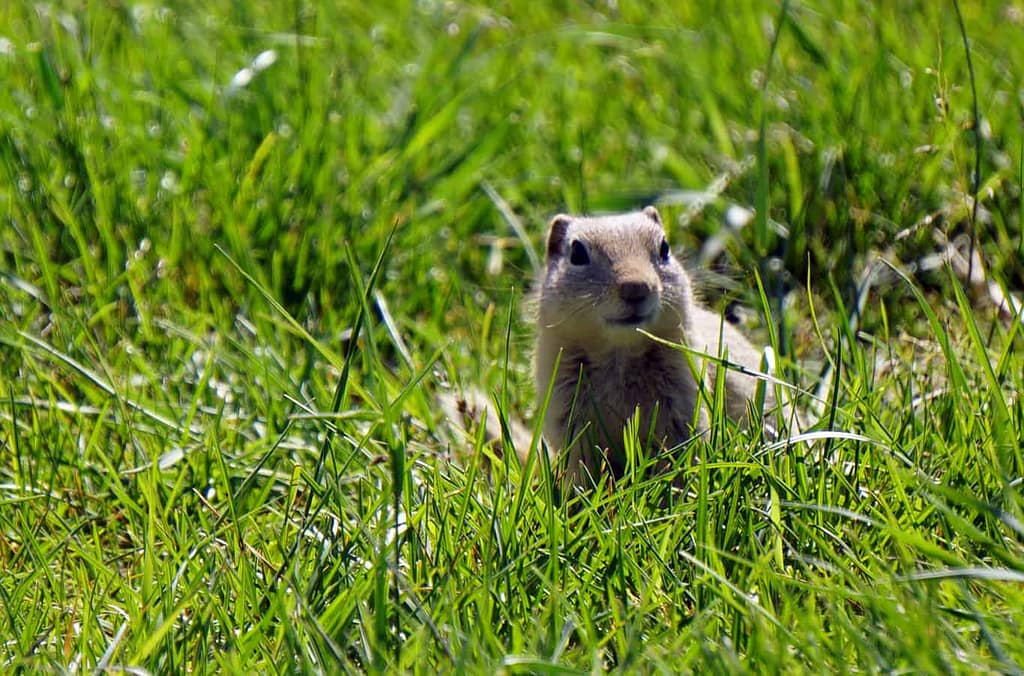 7 Principles Respect Wildlife