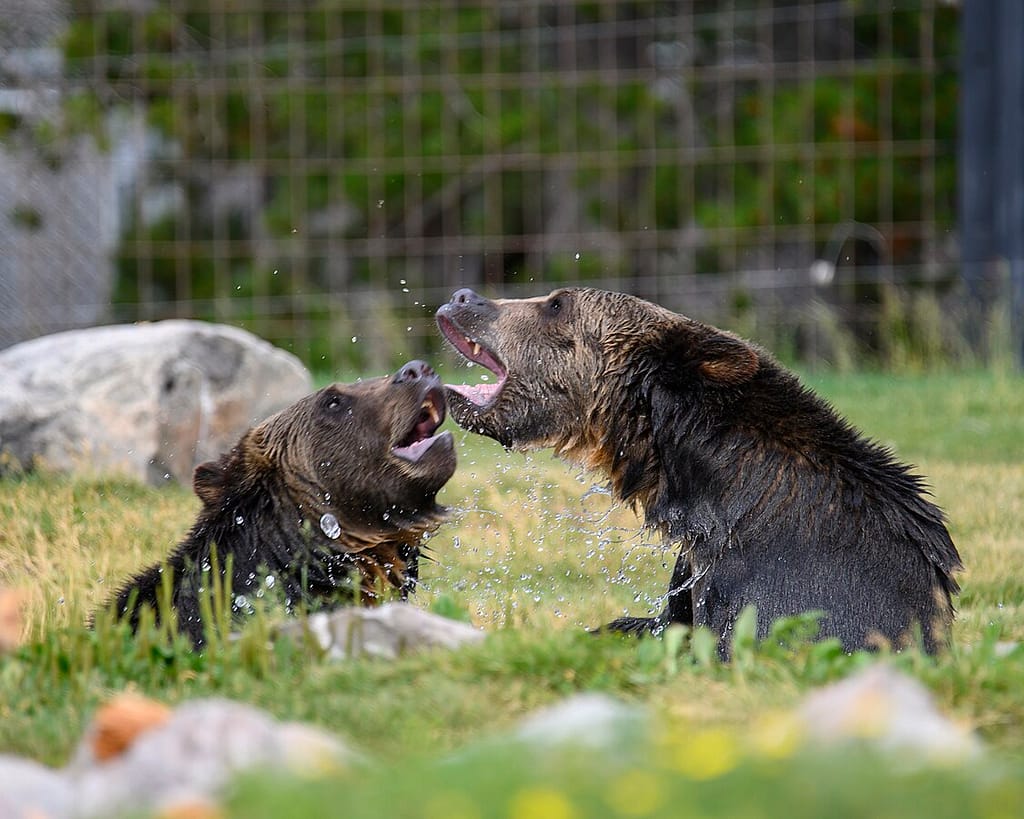 Best Campgrounds for nature and wildlife viewing - Grizzly RV Park Best Campgrounds for nature and wildlife viewing - Grizzly RV Park