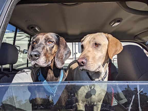 Full-time RV dogs