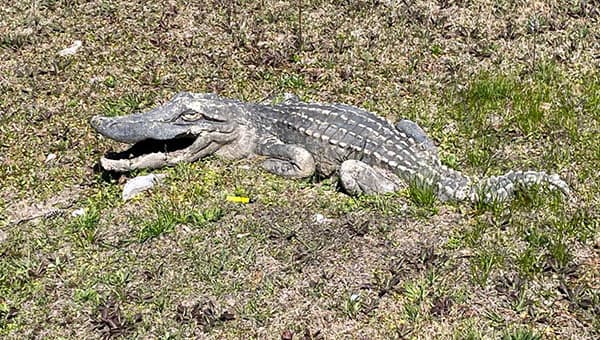 Gator Boardwalk
