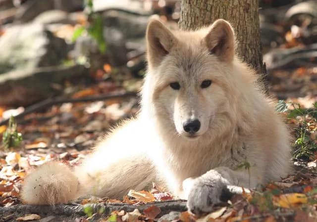 Best campgrounds for nature and wildlife - Camp Taylor Campground Best campgrounds for nature and wildlife - Camp Taylor Campground