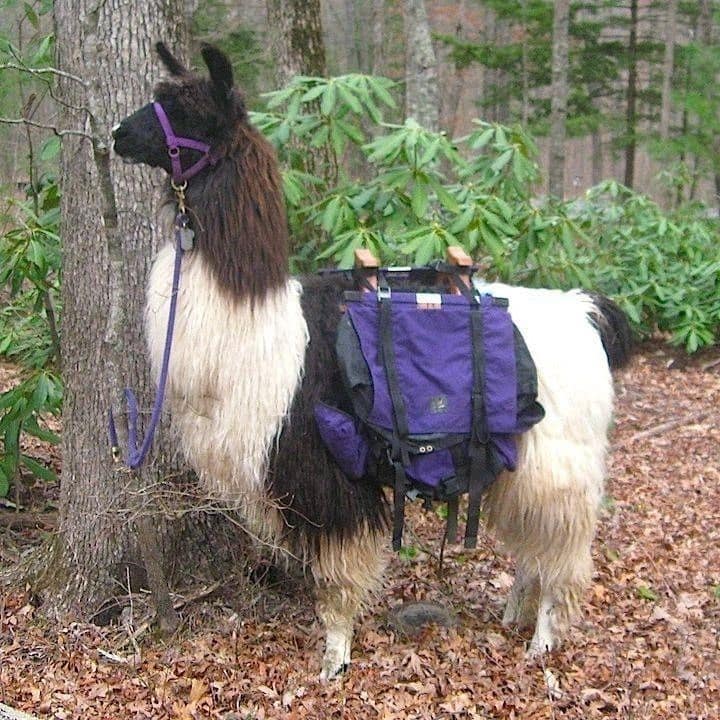Best campgrounds for nature and wildlife viewing - Lazy Llama Campground Best campgrounds for nature and wildlife viewing - Lazy Llama Campground